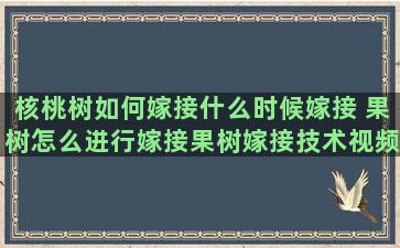 核桃树如何嫁接什么时候嫁接 果树怎么进行嫁接果树嫁接技术视频